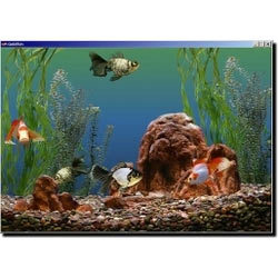 Manufacturers Exporters and Wholesale Suppliers of Aquarium Fishes hyderabad Andhra Pradesh